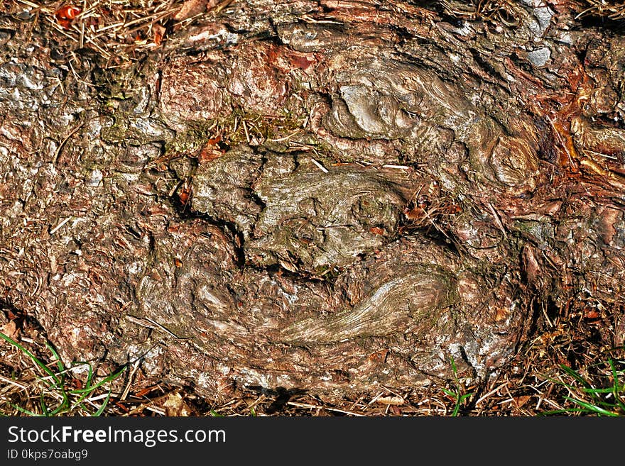 Rock, Tree, Bedrock, Geology