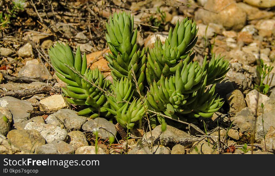 Plant, Vegetation, Flora, Grass