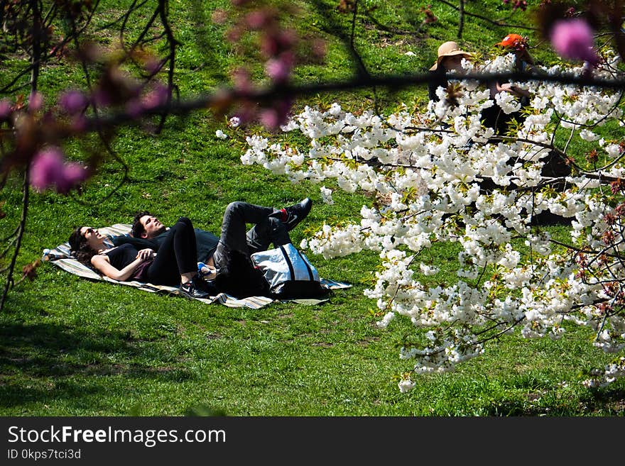 Plant, Flower, Tree, Spring