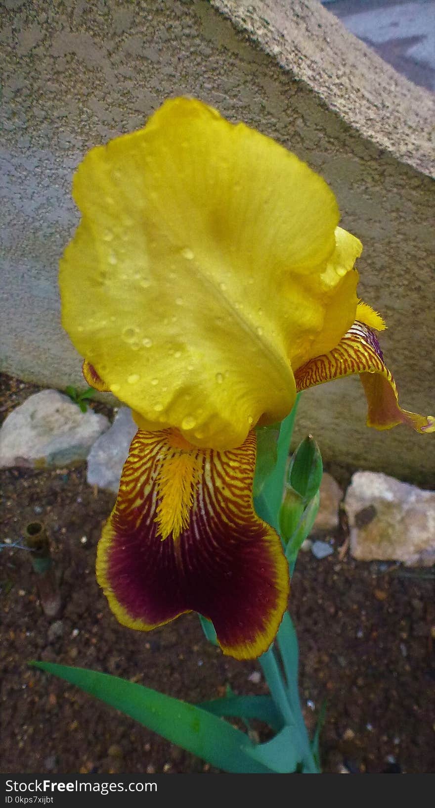 Flower, Yellow, Plant, Flowering Plant