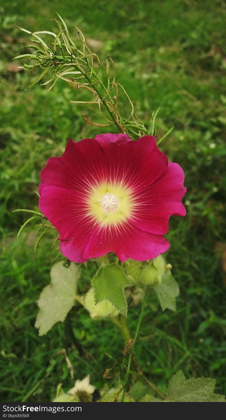 Flower, Plant, Flowering Plant, Rose Family