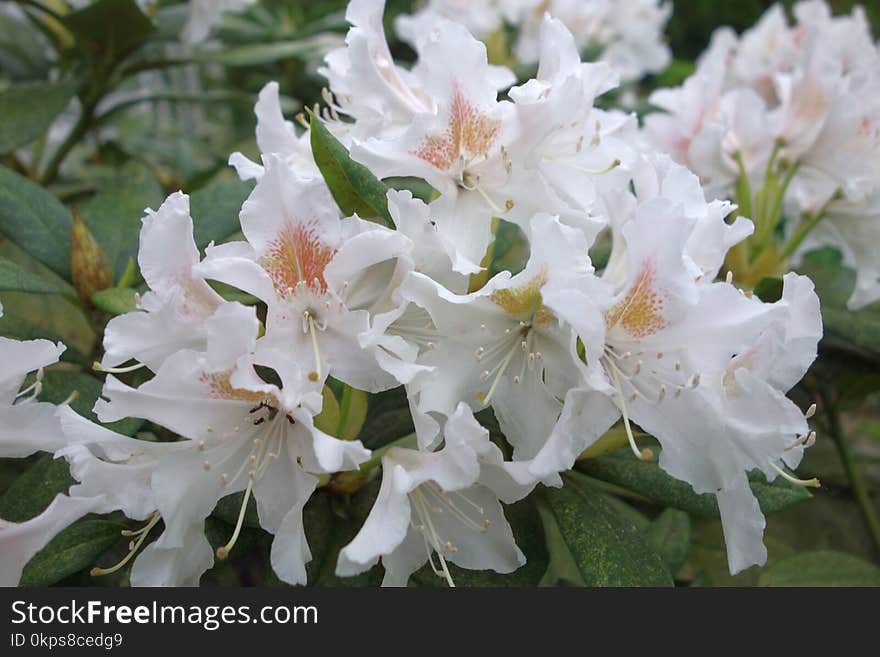 White, Plant, Flower, Flowering Plant