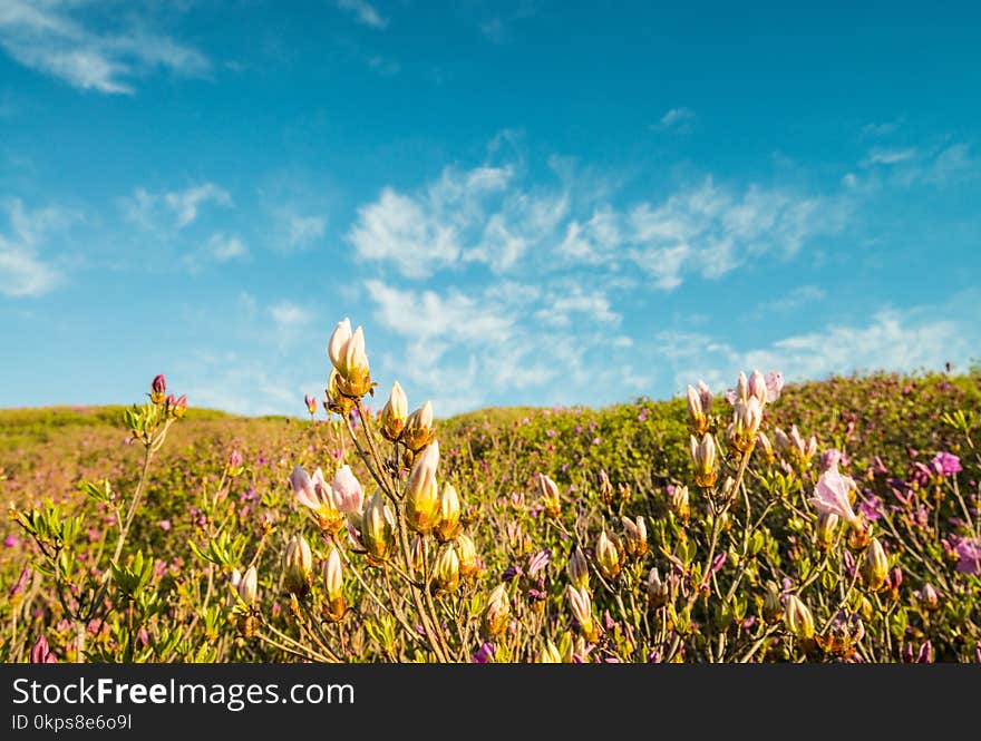 Sky, Grassland, Ecosystem, Prairie