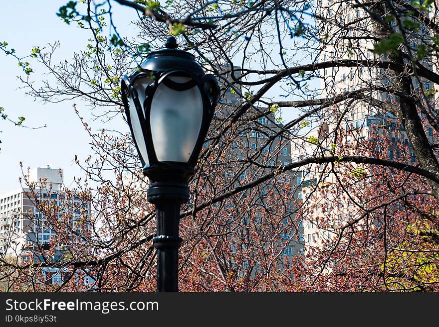 Tree, Plant, Branch, Woody Plant