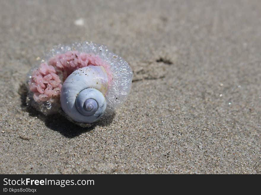 Seashell, Close Up, Sea Snail, Organism