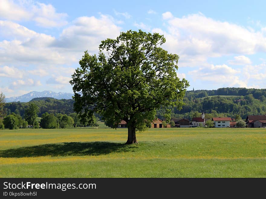 Tree, Sky, Woody Plant, Grassland