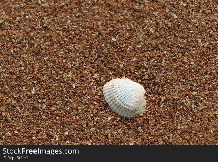 Cockle, Seashell, Sand,