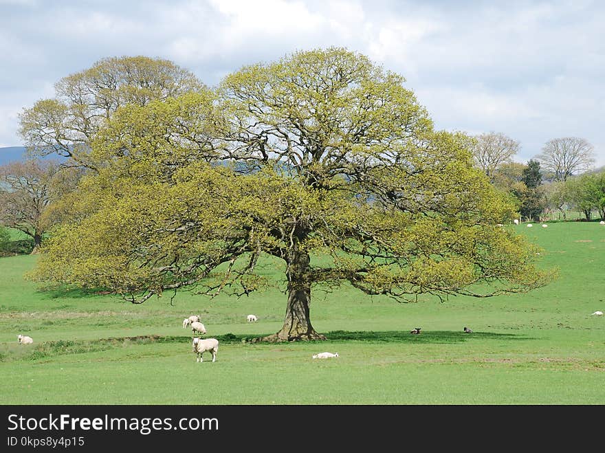 Tree, Woody Plant, Grassland, Pasture