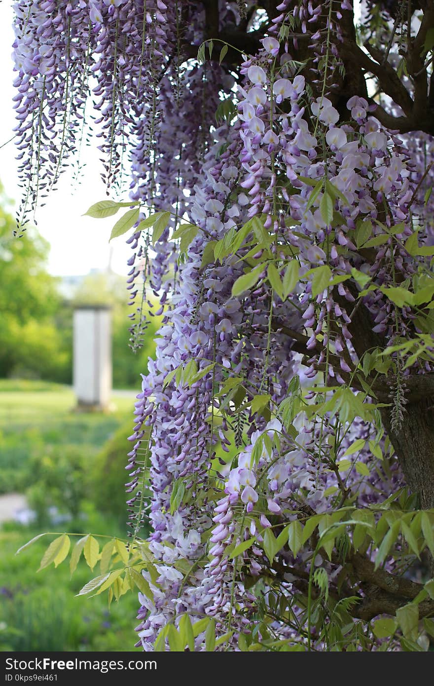 Flower, Plant, Flora, Spring