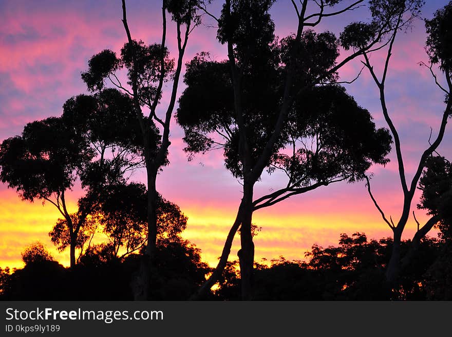 Sky, Tree, Nature, Woody Plant