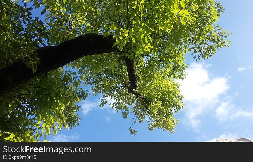 Tree, Sky, Branch, Vegetation