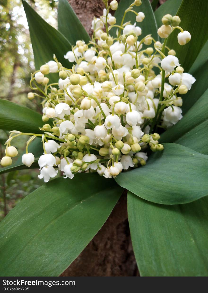 Plant, Flower, Nannyberry, Spring