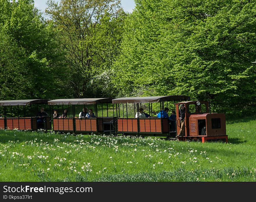 Rolling Stock, Tree, Plant, Yard