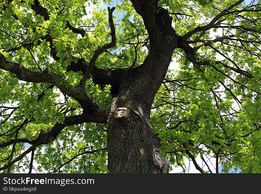 Tree, Branch, Woody Plant, Plant