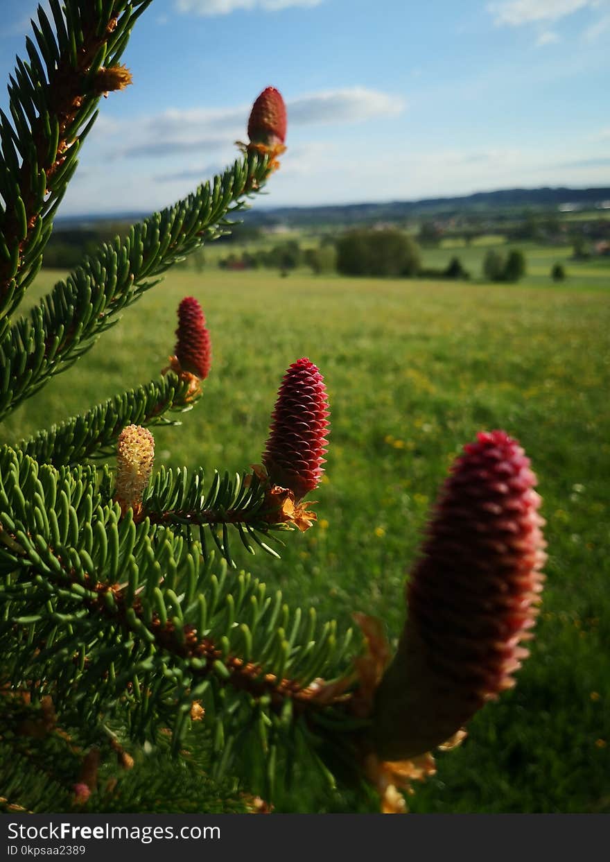 Ecosystem, Vegetation, Tree, Pine Family