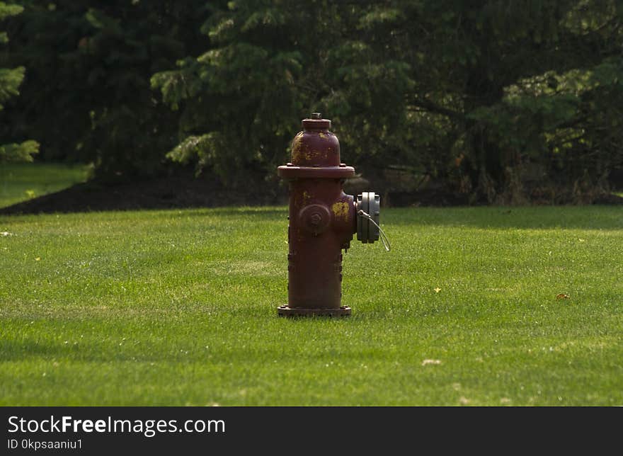 Green, Grass, Lawn, Tree