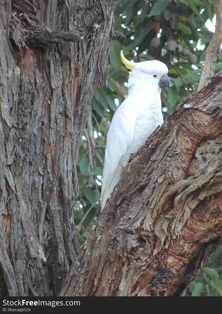 Bird, Fauna, Parrot, Beak