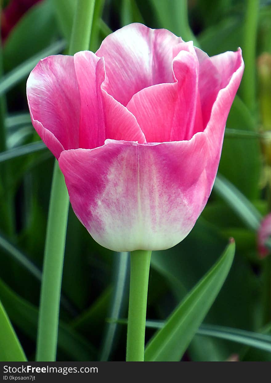 Flower, Tulip, Plant, Flowering Plant