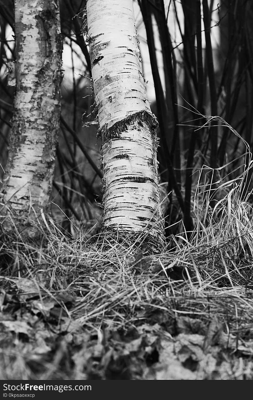 Tree, Black And White, Woody Plant, Monochrome Photography