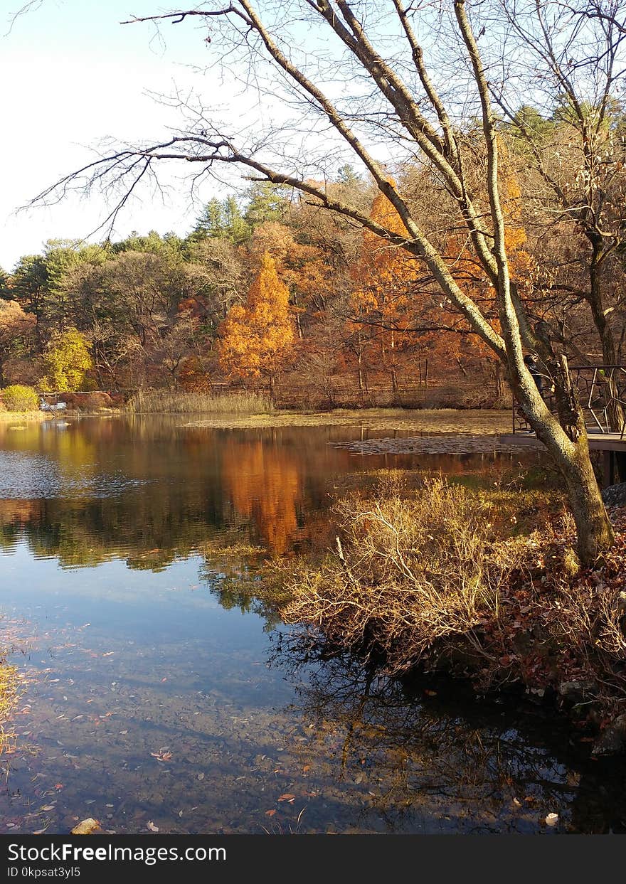 Reflection, Water, Nature, Body Of Water