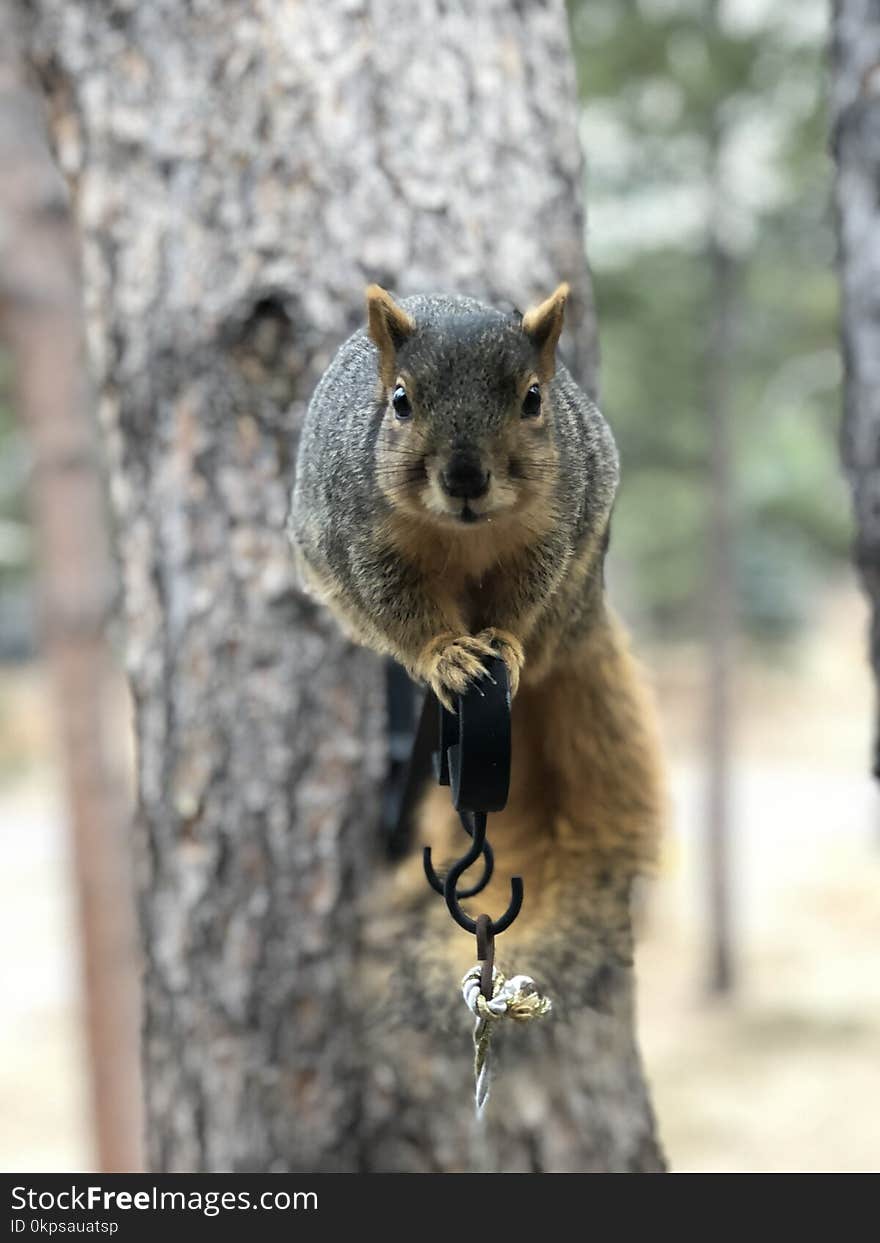 Squirrel, Mammal, Fauna, Fox Squirrel