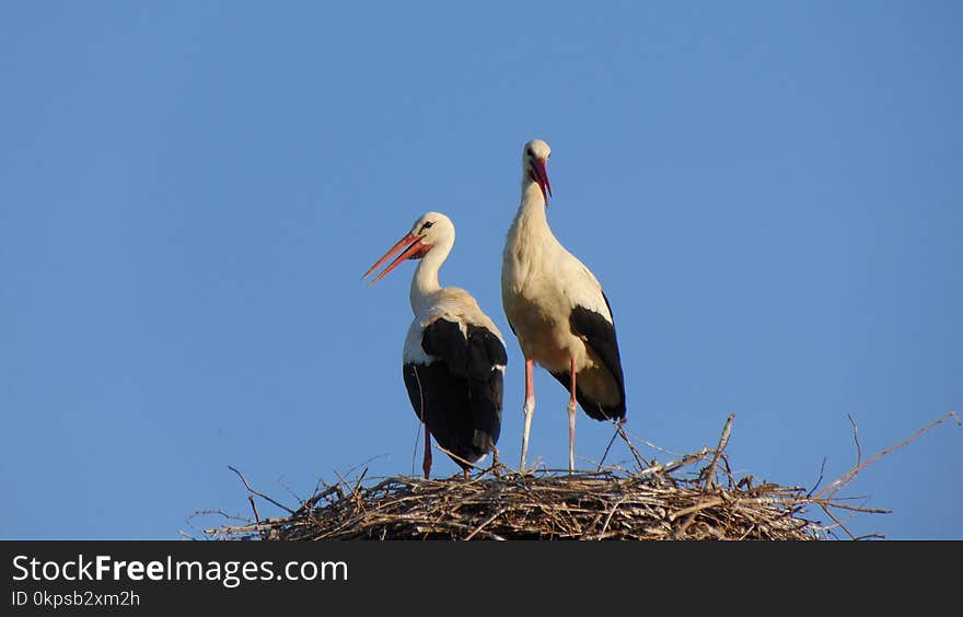 Bird, White Stork, Stork, Ciconiiformes