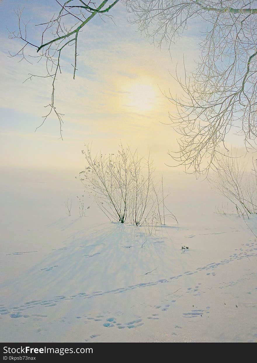 Sky, Winter, Tree, Freezing