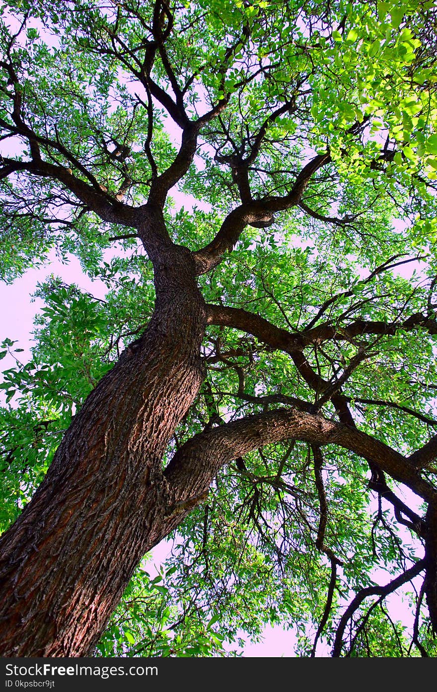 Tree, Branch, Woody Plant, Plant