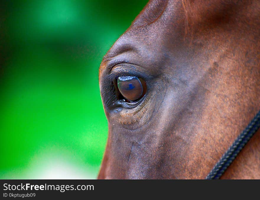 Retrato em close up do olho de um cavalo refletindo o tambor. Retrato em close up do olho de um cavalo refletindo o tambor.