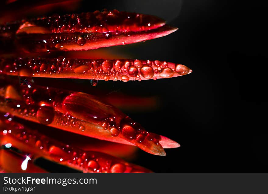 A CLOSE UP SHOT ON RED FLOWER WITH BLACK BACKGROUND. MANY OF WATER DROPS. A CLOSE UP SHOT ON RED FLOWER WITH BLACK BACKGROUND. MANY OF WATER DROPS