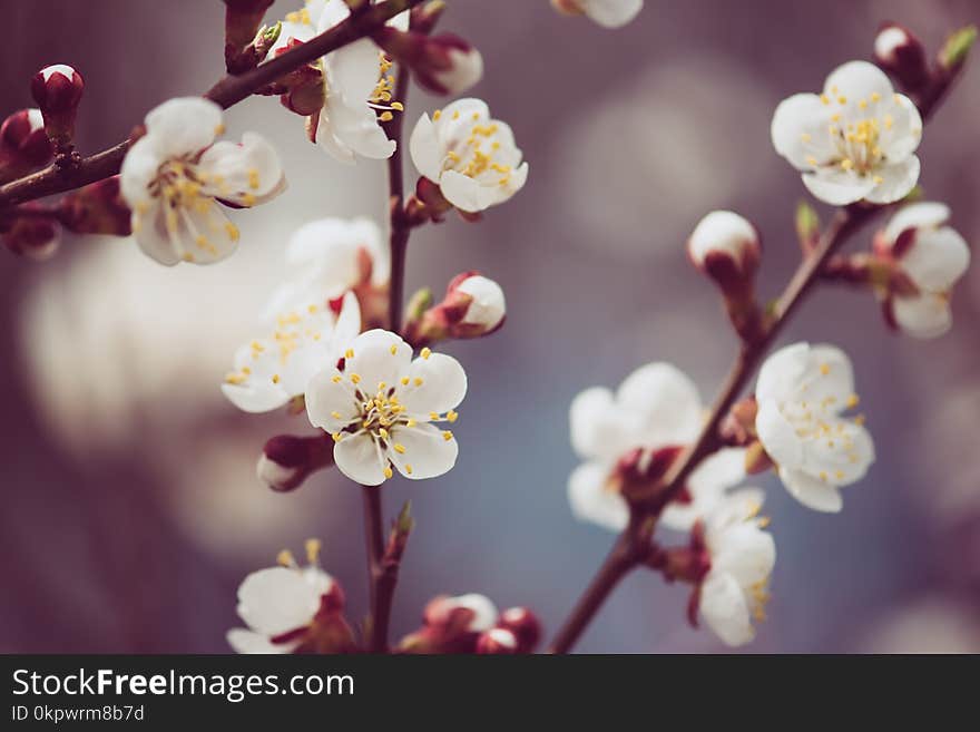 Apricot tree blossoms