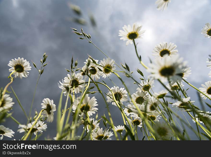 Chamomile flowers on a background of stormy sky 2019