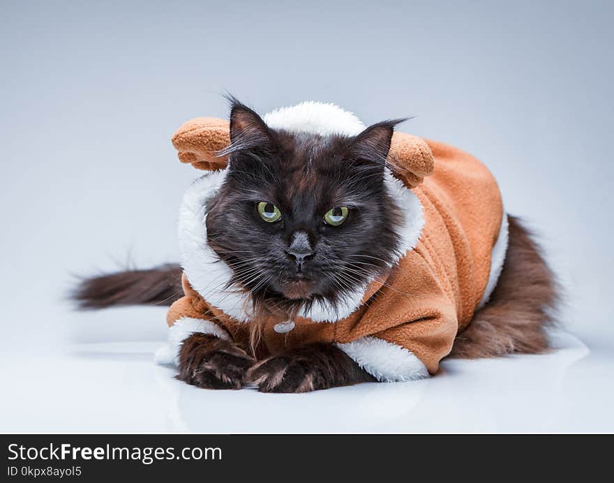 Photo of black cat in deer suit on empty gray background