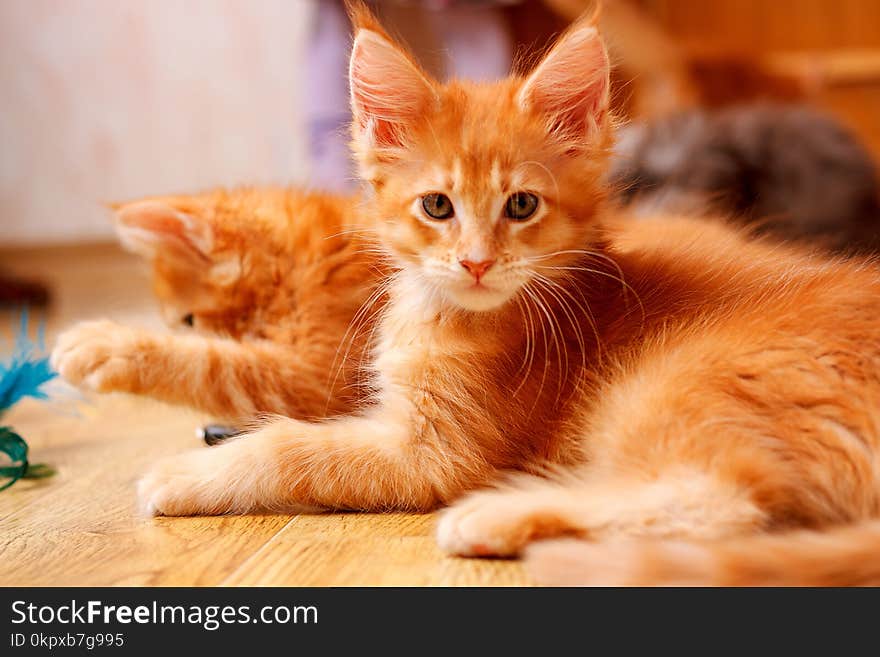 Two kittens of breed Maine Coon. One looks at the camera, another lifts his paw. Color of both cats: Red ticked