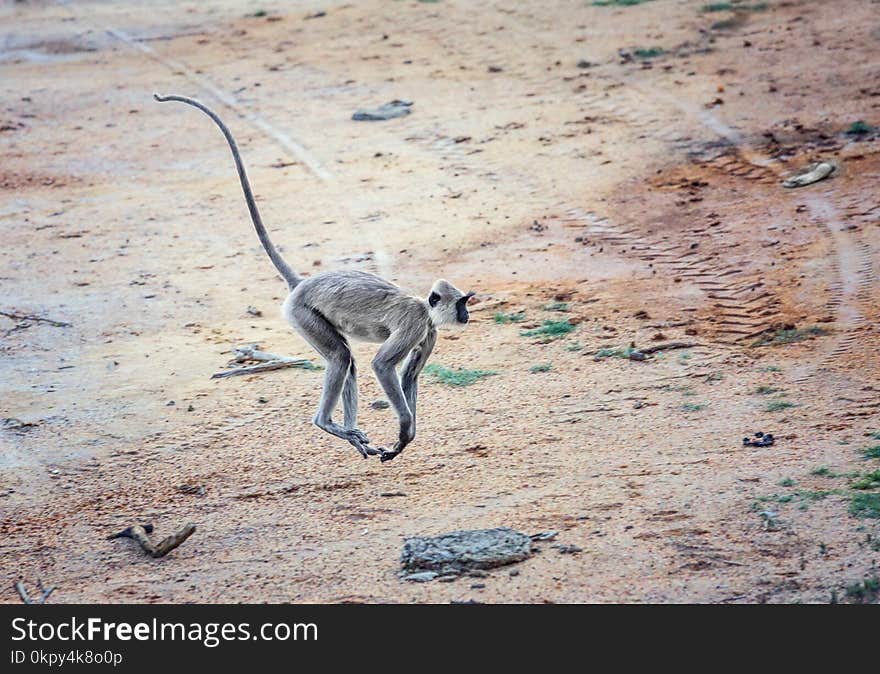 Running monkey in Yala National Park, Sri Lanka