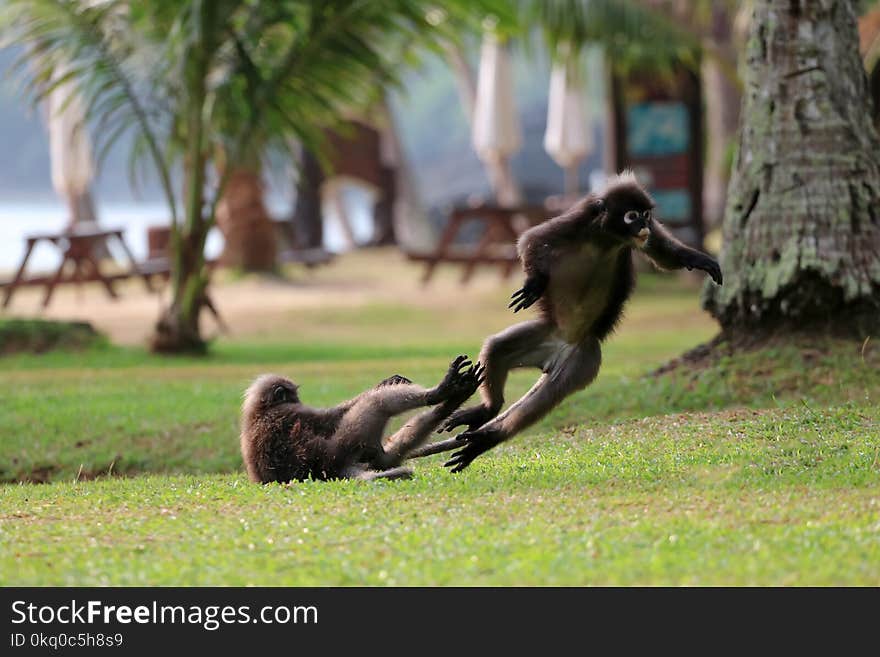 Leaf monkey or Dusky langur are fighting or biting on the lawn i