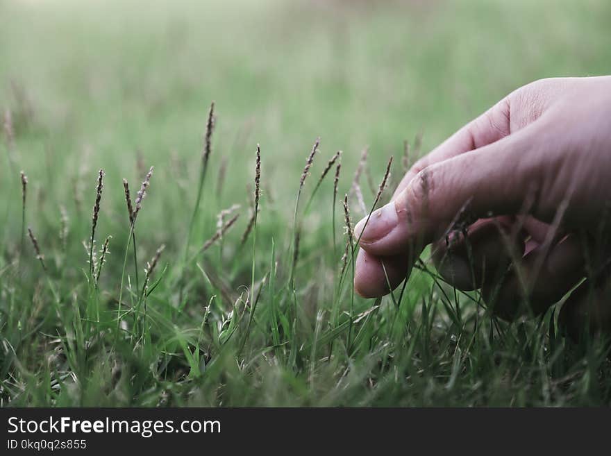 A hand touching and picking grass in a field