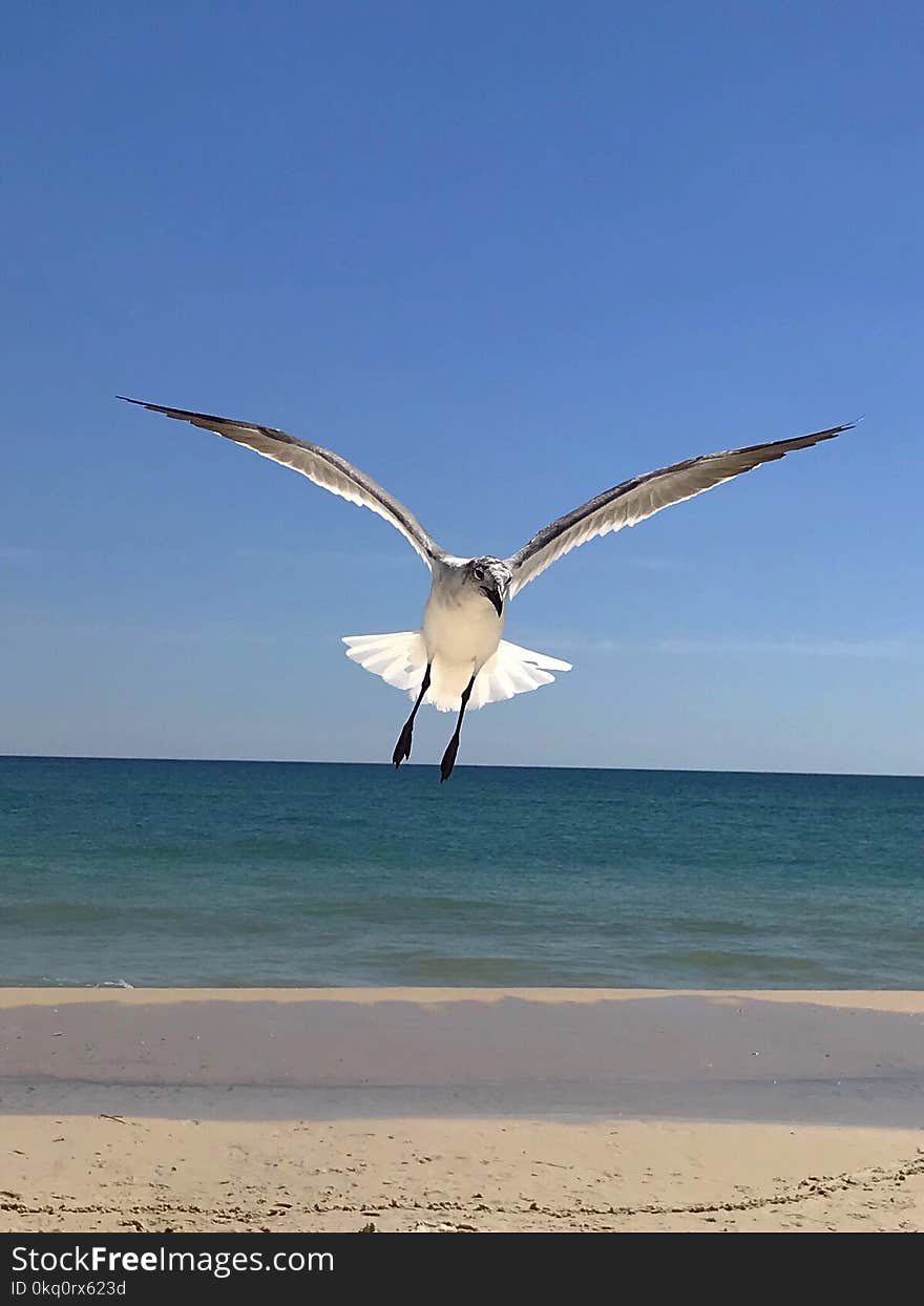 Seagull in flight up close and personal