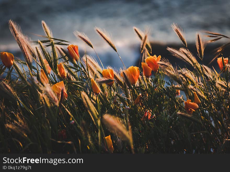 Selective Focus Photography of Orange Flowers