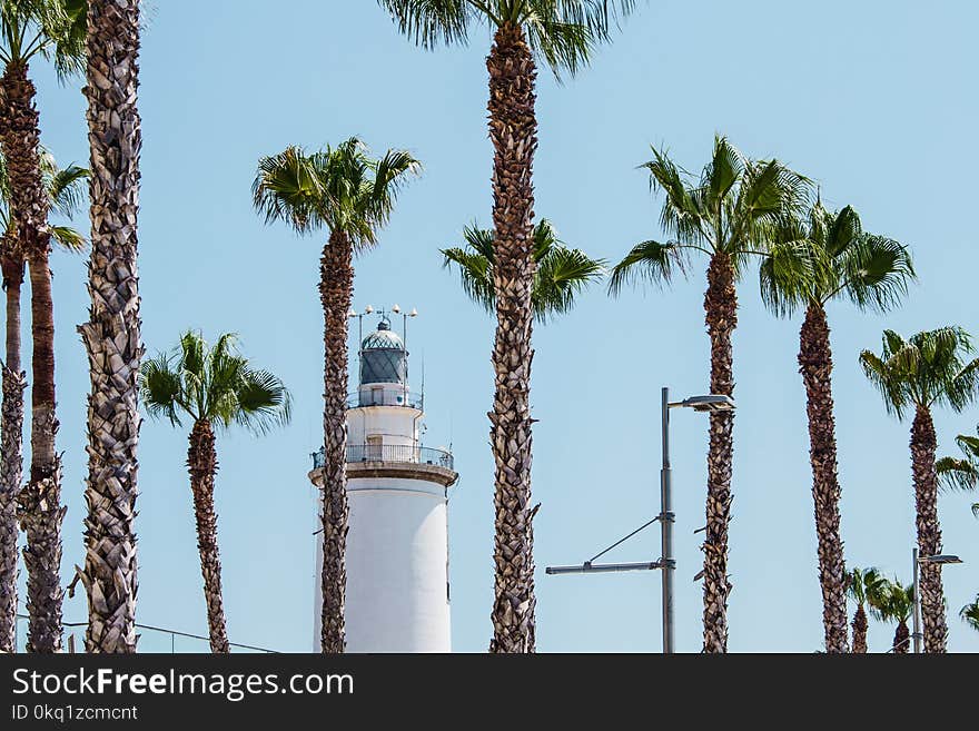 White Lighthouse Behind Palm Trees at Daytime