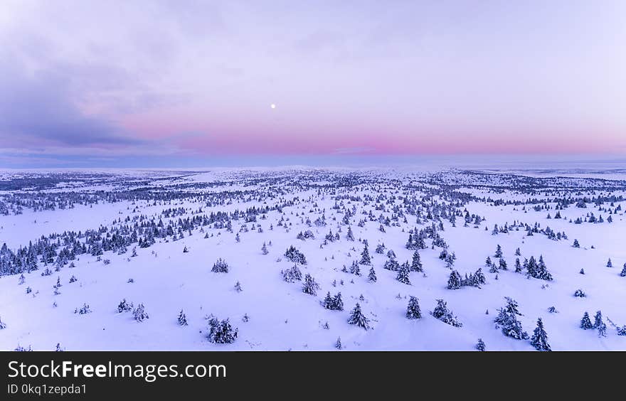 Snow Covered Field