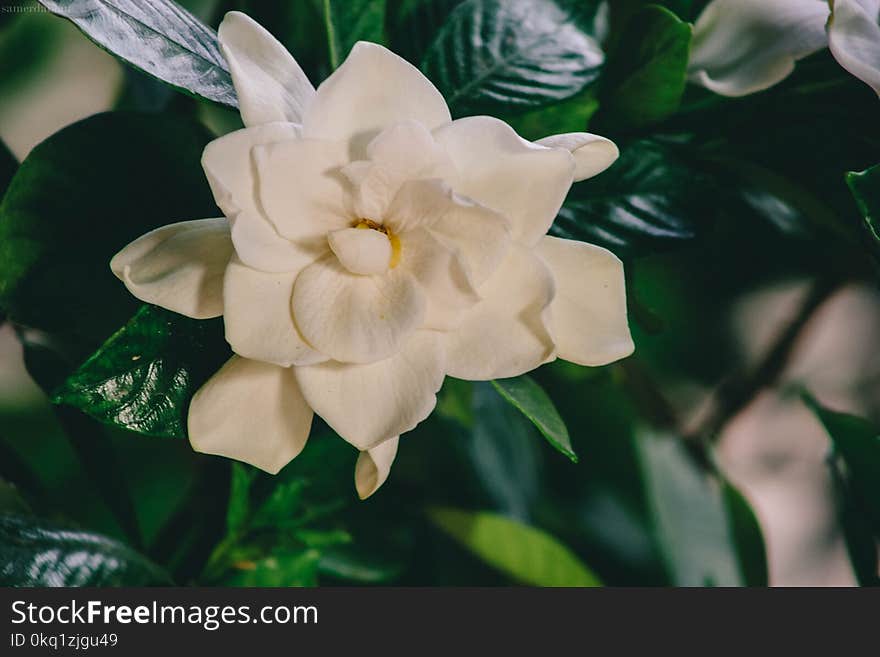 Close-up Photography of White Multi Petaled Flower