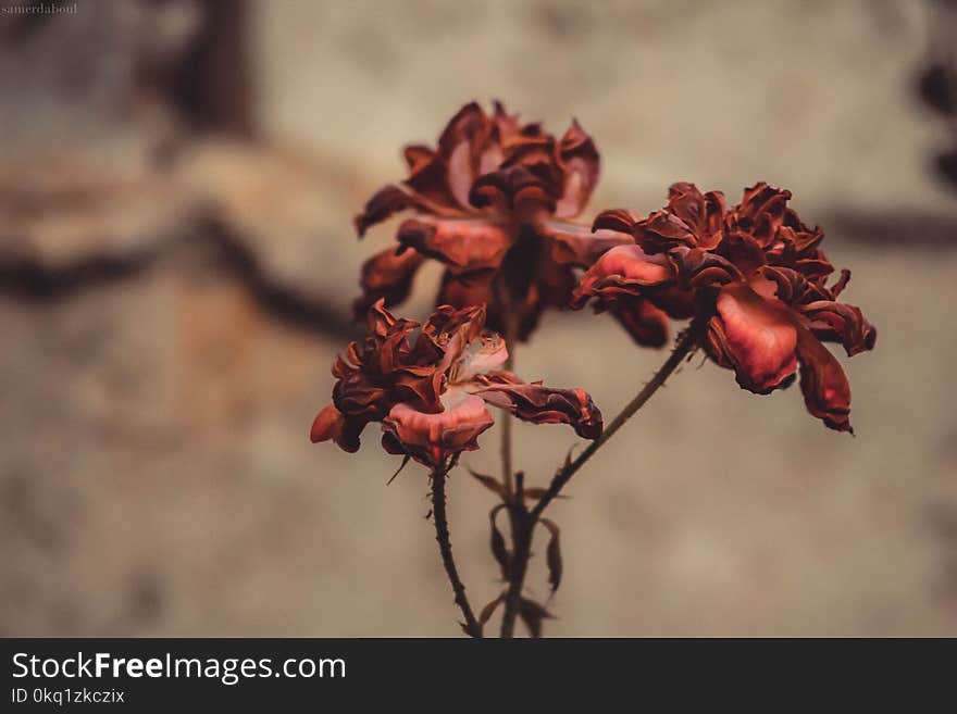 Shallow Focus of Red Rose