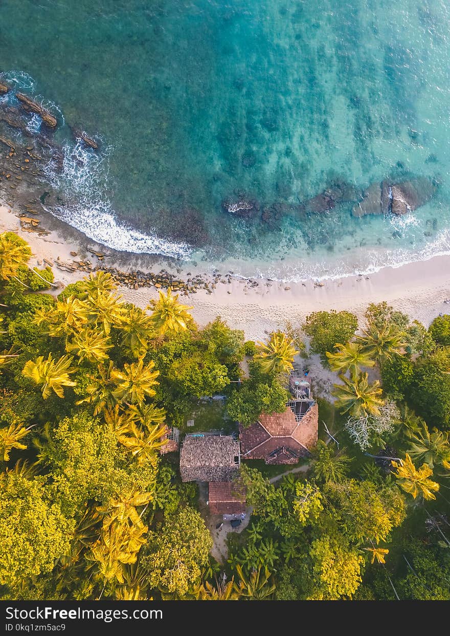 Bird Eye Photogrpahy of Beachline Beside Trees