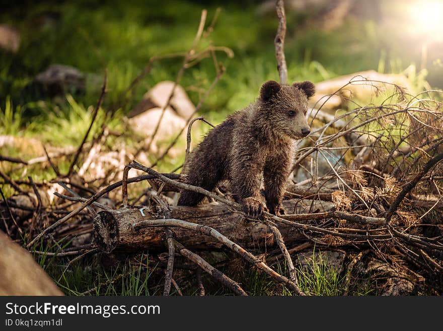 Brown Bear on Brown Wood