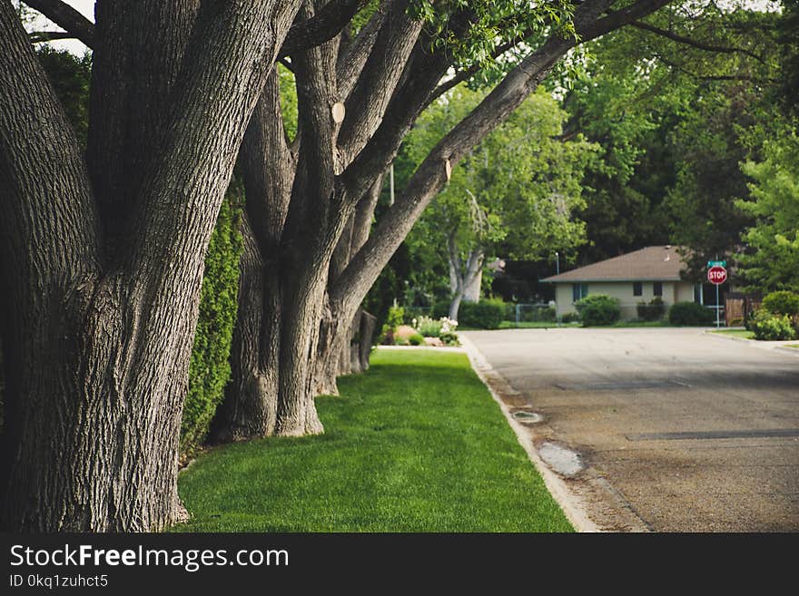 Brown Trees Surrounded by Green Grass