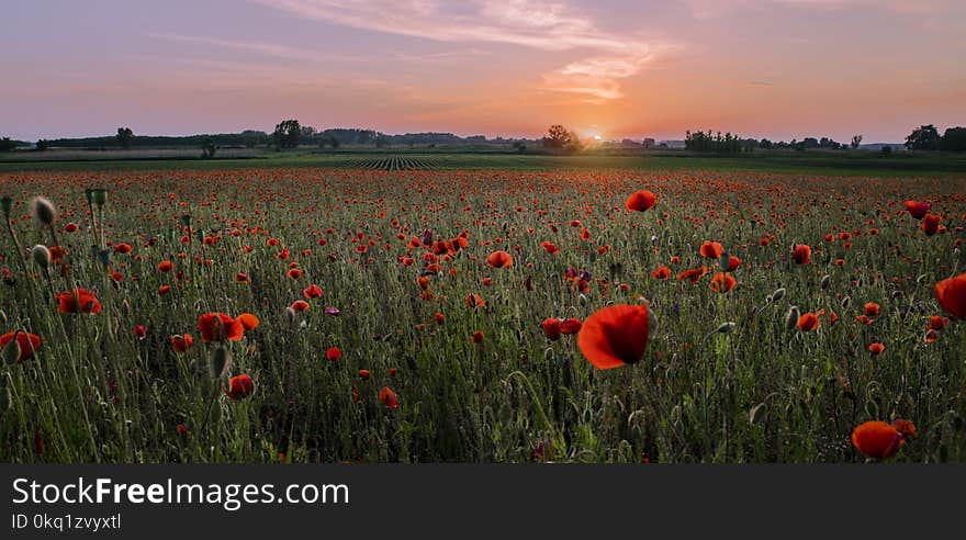 Red Pealed Flowers in Bloom