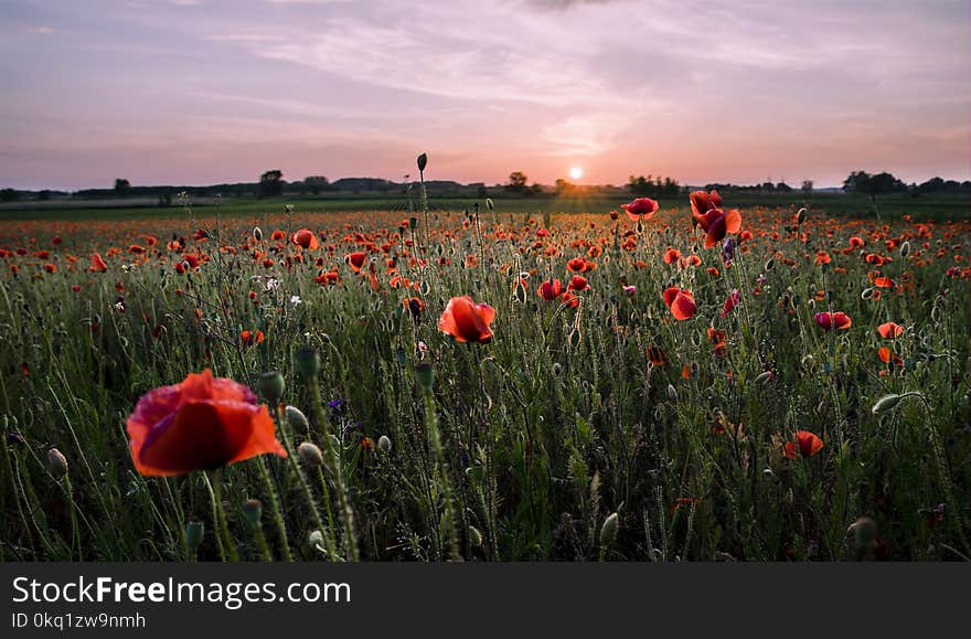 Field of Red Petaled Flowers