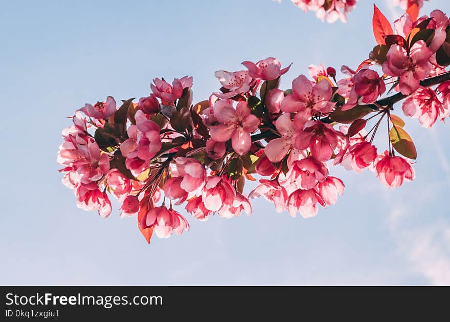 Pink Flower Tree Under Blue Sky