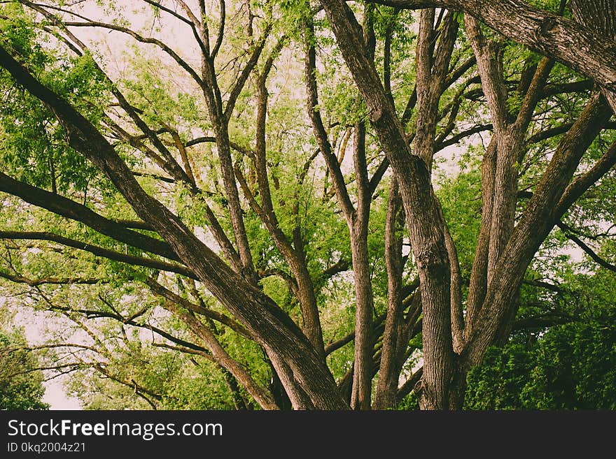 Brown Tree at Daytime